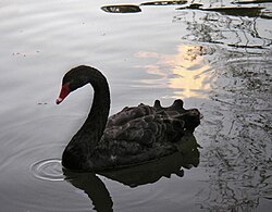 Cisne negro en un parque