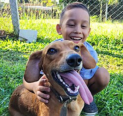 Argentina celebra cada 1 de febrero el Día Nacional del Perro salchicha