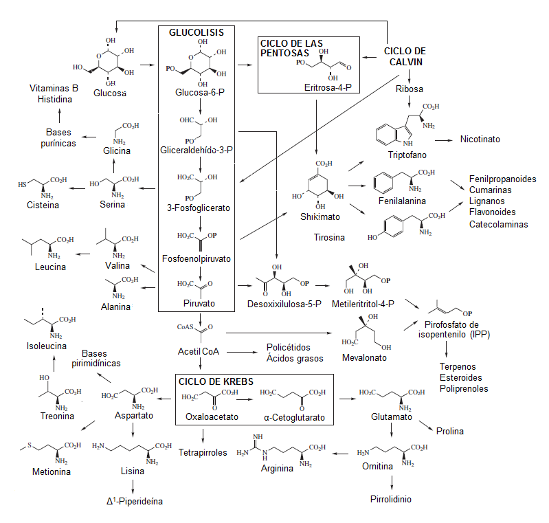 Mapa general de metabolitos secundarios