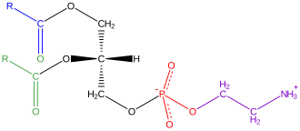 Estructura química de la fosfatidiletanolamina