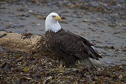 Espécimen de pigargo americano en Homer, Alaska