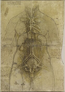 Órganos principales y sistema cardiovascular y genito-urinario de una mujer según una ilustración de Leonardo da Vinci de 1507.