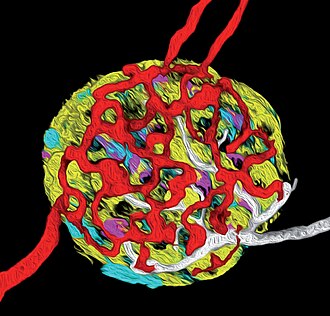 Reconstrucción tridimensional de un islote pancreático mostrando vasos y nervios.
