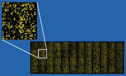 Ejemplo de un microarray de oligo manchado con sondas genéticas.
