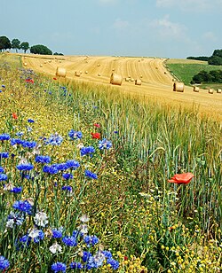 Campo de flores en Bélgica