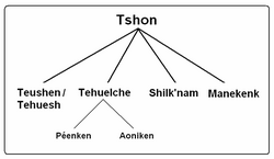 Clasificación de la familia según Lehmann-Nitsche de 1913