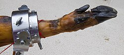 Detalle de la extremidad inferior y pezuña de un jamón curado