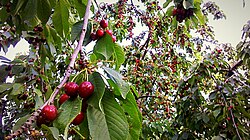 Cerezas dulces maduras expuestas en Teherán