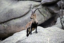 Ejemplar de Capra pyrenaica