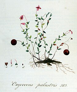 Ilustración procedente de Flora Batava