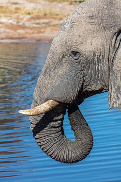 Detalle de un elefante africano de sabana (Loxodonta africana), Elephant Sands, Botsuana.