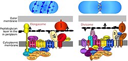 Complejos de divisomas y elongasomas responsables de la síntesis de peptidoglicanos durante el crecimiento bacteriano.