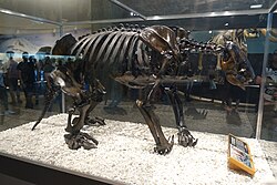 Fósil restaurado de Nothrotheriops shastensis