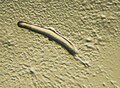 Estructuras de Dictyostelium bajo estudio microscópico o macrofotografía