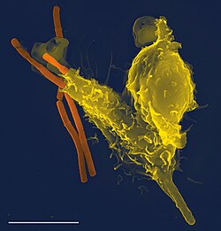 Micrografía electrónica de barrido que muestra un fagocito interactuando con bacilos