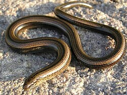 Ejemplar de Anguis fragilis sobre un fondo natural