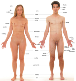Anatomía externa de los seres humanos
