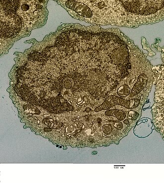 Micrografía de una célula B humana