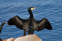 Ejemplar de cormorán grande Phalacrocorax carbo en su entorno natural