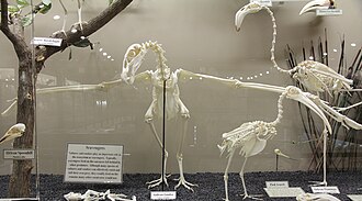 Estructura ósea de un Vultur gryphus expuesta en un museo.