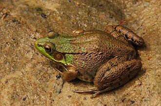 Ejemplar de rana verde (Rana clamitans)