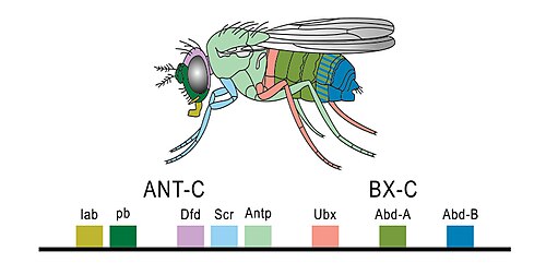 Esquema de la posición de los genes Hox en el cromosoma y su expresión en Drosophila melanogaster.