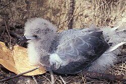 Cría de fardela de las Bonin Pterodroma hypoleuca