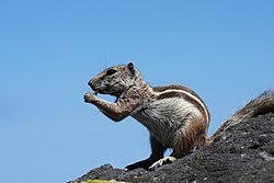 Ardilla moruna (Atlantoxerus getulus) sobre terreno seco
