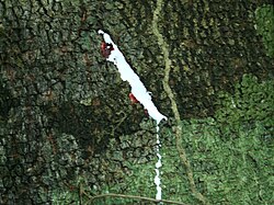 Muestra del látex recolectado de la especie Couma macrocarpa