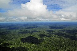 Paisaje de la selva tropical amazónica.