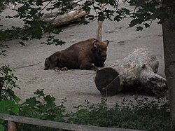 Fotografía detallada de un bisonte europeo.