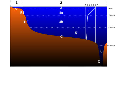 Esquema de los dominios pelágico y bentónico