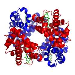 Esquema de la hemoglobina