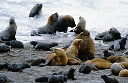 Península Valdés en Chubut