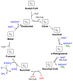 Diagrama detallado de las reacciones del ciclo de Krebs.