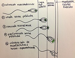 Fusión de membrana plasmática del espermatozoide y del gameto femenino (mamíferos).
