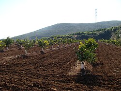 Parcela de naranjos con riego localizado y tradicional