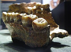 Paladar original de un Homo erectus de 1,6 millones de años en el Senckenberg-Museum de Fráncfort