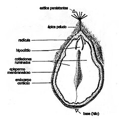 Corte longitudinal de una castaña