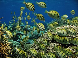 Peces cirujano convicto en el Arrecife Kingman