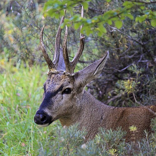 Huemul macho fotografiado en la Reserva Nacional Cerro Castillo