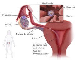 Fecundación humana y unión de gametos en la trompa uterina.