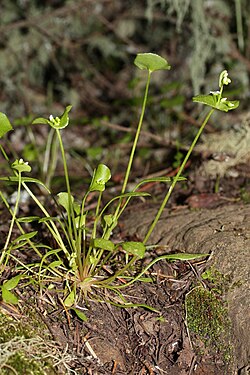 Ejemplar de Claytonia perfoliata con hojas basales y tallos florales en entorno natural