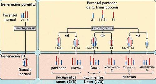 Cruce entre parentales y su descendencia en relación con la translocación y gametos desequilibrados.
