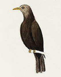 Ilustración histórica del zorzal de la isla Norfolk