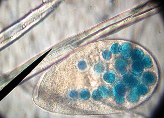 Paramecio alimentado con alimento tintado mostrando vacuolas en color azul