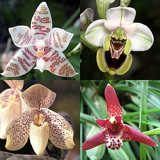 Flores de cuatro especies de orquídeas: Phalaenopsis hieroglyphica, Ophrys tenthredinifera, Paphiopedilum concolor y Maxillaria tenuifolia