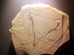 Fósil de Archaefructus