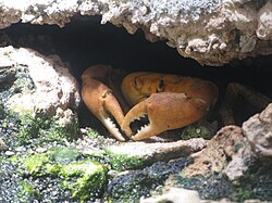 Cangrejo de Clipperton
