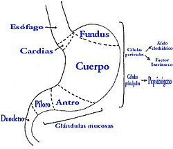 Células oxínticas en el estómago
